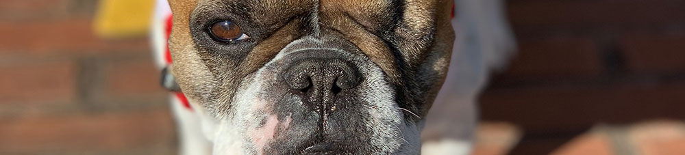 Veterinary Career Opportunities in Avondale Estates, GA: Close-Up of Dog With One Eye